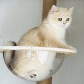 ブリティッシュショートヘア【・女の子・2022年6月20日・ブルーゴールデンシェール】