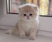 ブリティッシュショートヘア【・女の子・2022年6月20日・ブルーゴールデンシェール】