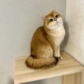 ブリティッシュショートヘア【・女の子・2023年2月23日・ブラックゴールデンシェール】