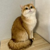 ブリティッシュショートヘア【・女の子・2023年2月23日・ブラックゴールデンシェール】