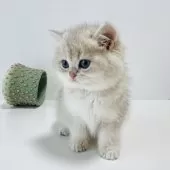 ブリティッシュショートヘア【奈良県・男の子・2025年10月5日・ブルーゴールデン💙】の写真11