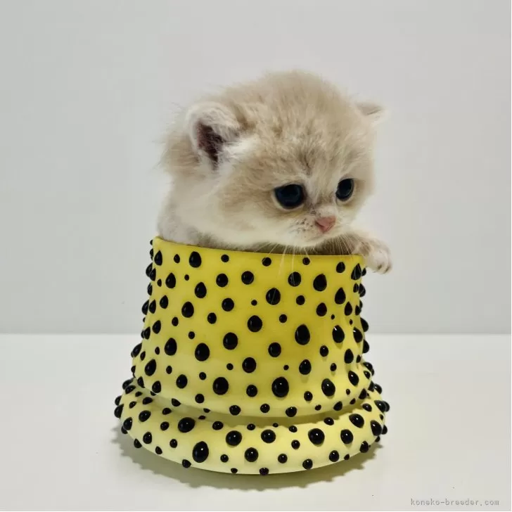 ブリティッシュショートヘア【奈良県・男の子・2025年10月5日・ブルーゴールデン💙】の写真1「まん丸なお顔が可愛すぎます💙」