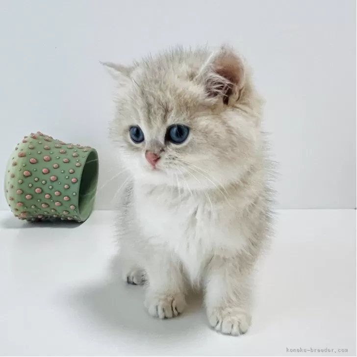 ブリティッシュショートヘア【奈良県・男の子・2025年10月5日・ブルーゴールデン💙】の写真1「まん丸顔の優良血統のブリティッシュ🫶カラーも希少なブルーゴールデン💙」