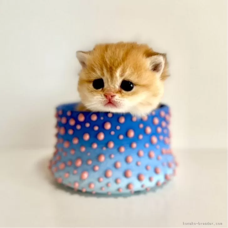 M.O 様のお迎えした子猫