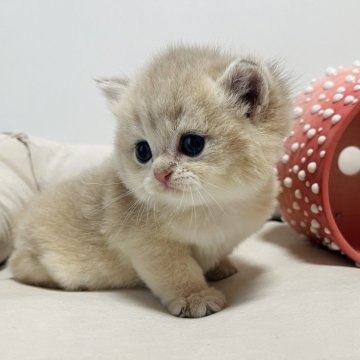 ブリティッシュショートヘア【奈良県・男の子・2025年10月5日・ブルーゴールデン💙（ショートヘア）】の写真「国内では希少なブルーゴールデン💙ay11」