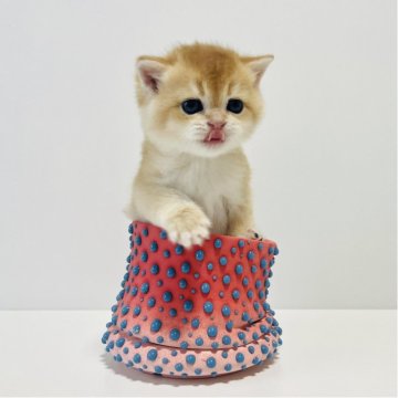 マンチカン(長足)【奈良県・男の子・2025年10月25日・ゴールデン（ショートヘア）】の写真「ブリマンチ❤️ブリティッシュのまん丸顔」