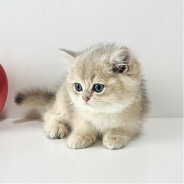 ブリティッシュショートヘア【奈良県・男の子・2025年10月5日・ブルーゴールデン💙（ショートヘア）】の写真「光で変わるミルキー青金💙ブルーゴールデン」