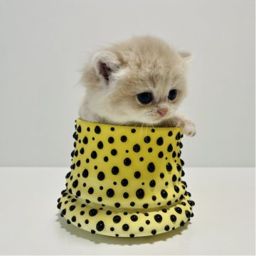 ブリティッシュショートヘア【奈良県・男の子・2025年10月5日・ブルーゴールデン💙（ショートヘア）】の写真「当猫舎自慢のブルーゴールデン💜ay12」