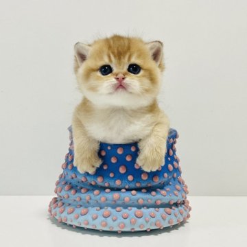 マンチカン(長足)【奈良県・女の子・2025年10月25日・ゴールデン（ショートヘア）】の写真「ブリマンチ❤️ブリティッシュのまん丸顔」