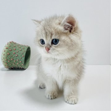 ブリティッシュショートヘア【奈良県・男の子・2025年10月5日・ブルーゴールデン💙（ショートヘア）】の写真「見学と同時にお迎え可能です😊」