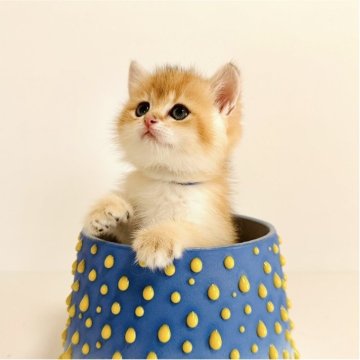 ブリティッシュショートヘア【奈良県・男の子・2025年4月29日・ゴールデン💛（ショートヘア）】の写真「見学当日にお迎え可能です😊ぜひ見学に☘️」