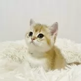 ブリティッシュショートヘア