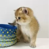 マンチカン(長足)