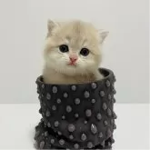 ブリティッシュショートヘア