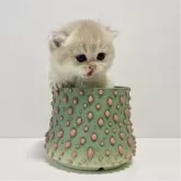 ブリティッシュショートヘア