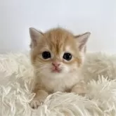 ブリティッシュショートヘア