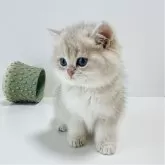 ブリティッシュショートヘア