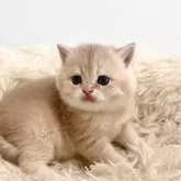 ブリティッシュショートヘア