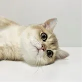 ブリティッシュショートヘア