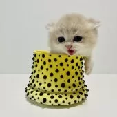 ブリティッシュショートヘア【奈良県・男の子・2025年10月5日・ブルーゴールデン💙】の写真4