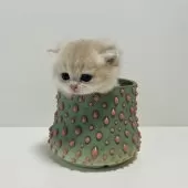 ブリティッシュショートヘア【奈良県・男の子・2025年10月5日・ブルーゴールデン💙】の写真5