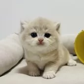 ブリティッシュショートヘア【奈良県・男の子・2025年10月5日・ブルーゴールデン💙】の写真2「ムチムチな体で将来有望😍」