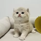 ブリティッシュショートヘア【奈良県・男の子・2025年10月5日・ブルーゴールデン💙】の写真7