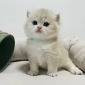 ブリティッシュショートヘア【奈良県・男の子・2025年10月5日・ブルーゴールデン💙】の写真7