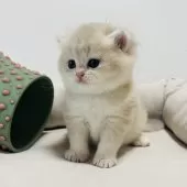 ブリティッシュショートヘア【奈良県・男の子・2025年10月5日・ブルーゴールデン💙】の写真10