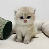 ブリティッシュショートヘア【奈良県・男の子・2025年10月5日・ブルーゴールデン💙】の写真3