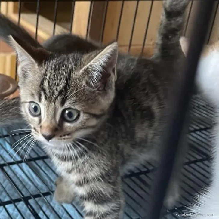 ID：2208-00293の子猫