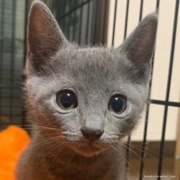 ID:2309-02514の子猫