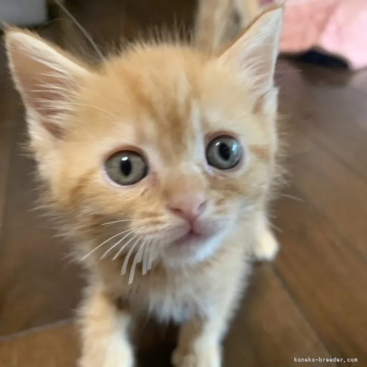 ID:2305-01786の子猫