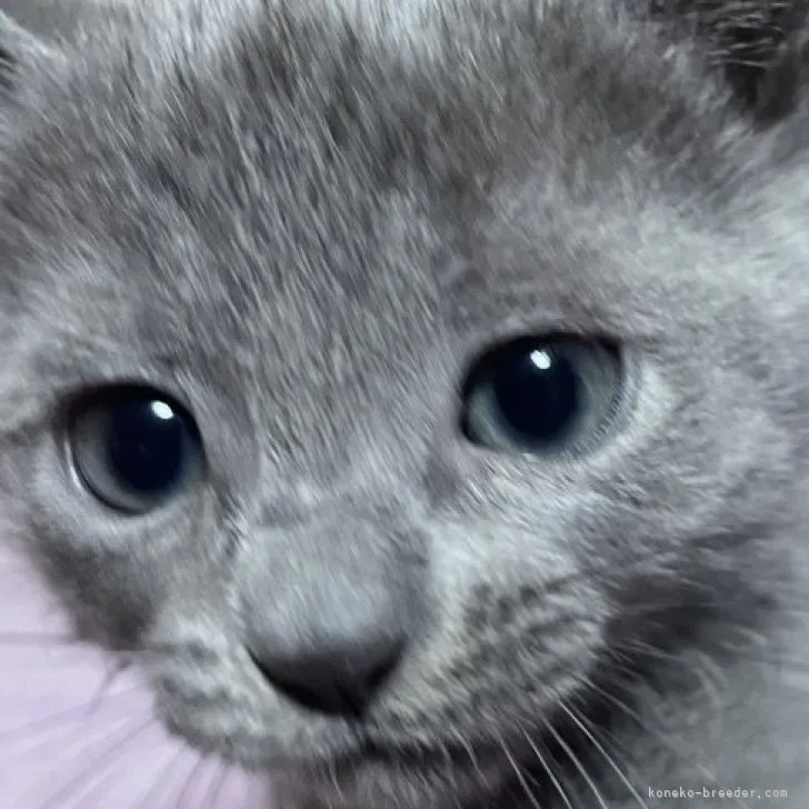 ID:2304-00526の子猫