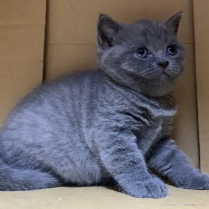 ID:2306-02257の子猫