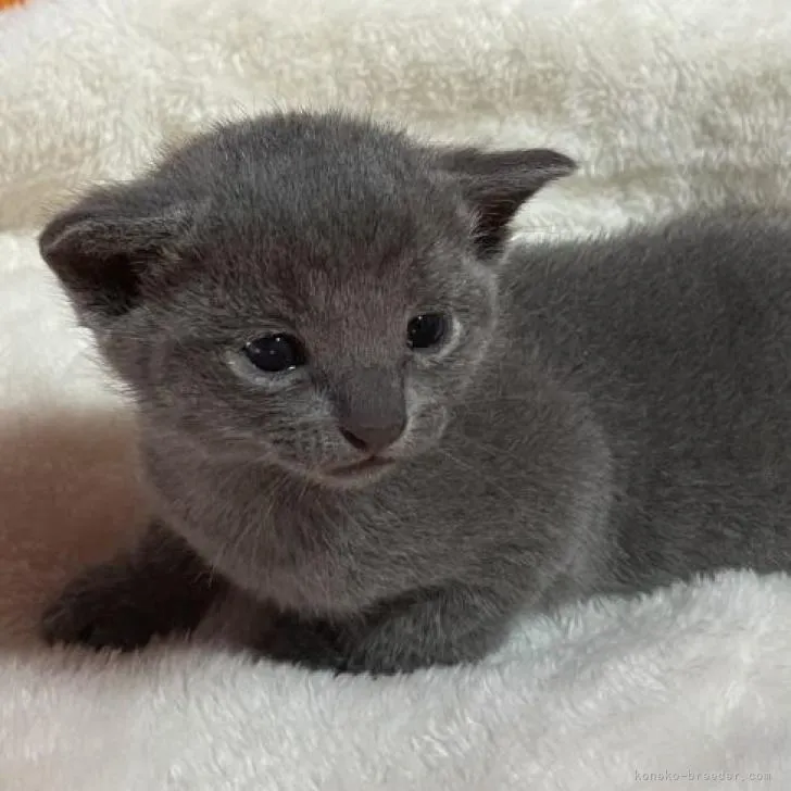 ID：2303-00925の子猫