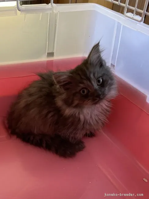 ID：2111-02166の子猫