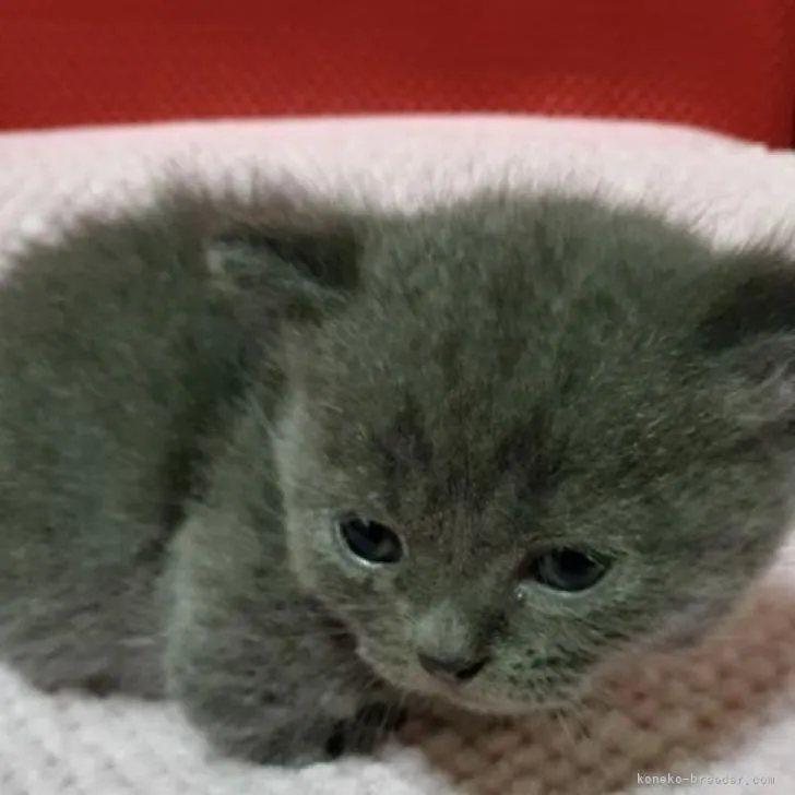 ID:2210-02011の子猫