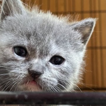 マンチカン(長足)【静岡県・女の子・2023年1月20日・ブルークリーム】の写真「満々お目目のキュートな　女の子

見に来てくだ」