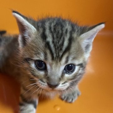 マンチカン(長足)【静岡県・男の子・2023年2月15日・シルバースポテットタビー】の写真「ガッチリした男の子です。
お目目が　パッチリ😍」
