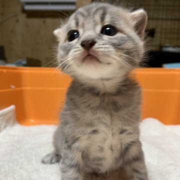 マンチカン(長足)【静岡県・男の子・2024年3月1日・シルバータビー】の写真「キュート🩷な男の子です。」