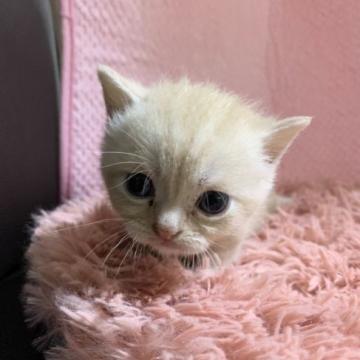 マンチカン(短足)【静岡県・男の子・2022年7月10日・クリームタビー（アワアワちゃん❣️）】の写真「ポチャポチャした　男の子ちゃん❣️
短足君です💖」