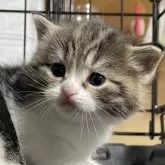 キンカロー【静岡県・男の子・2024年2月8日・ブラック&ホワイト】の写真1「はじめの撮影で緊張していました🥰」