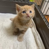 アメリカンカール