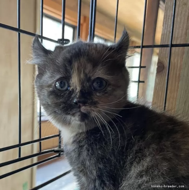 ID:2503-02207の子猫