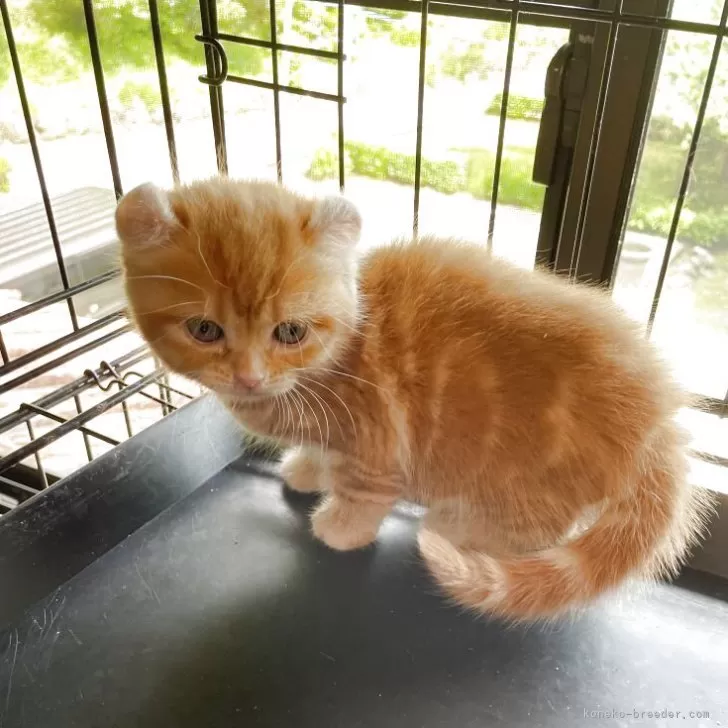 ID：2506-00129の子猫