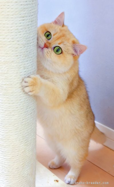 森佑希ブリーダーのブログ：きらきらゴールデンの子猫と遊ぼう