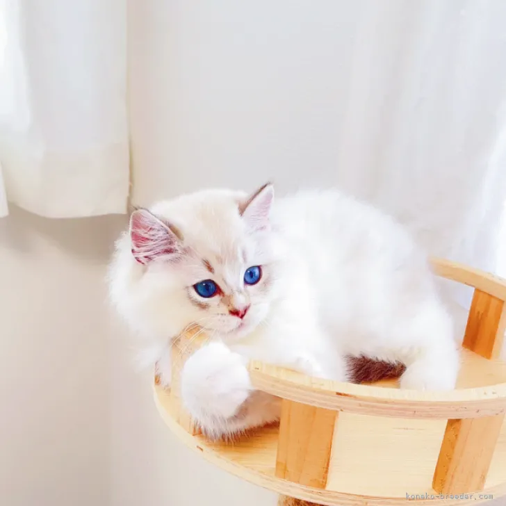 ID:2306-03192の子猫