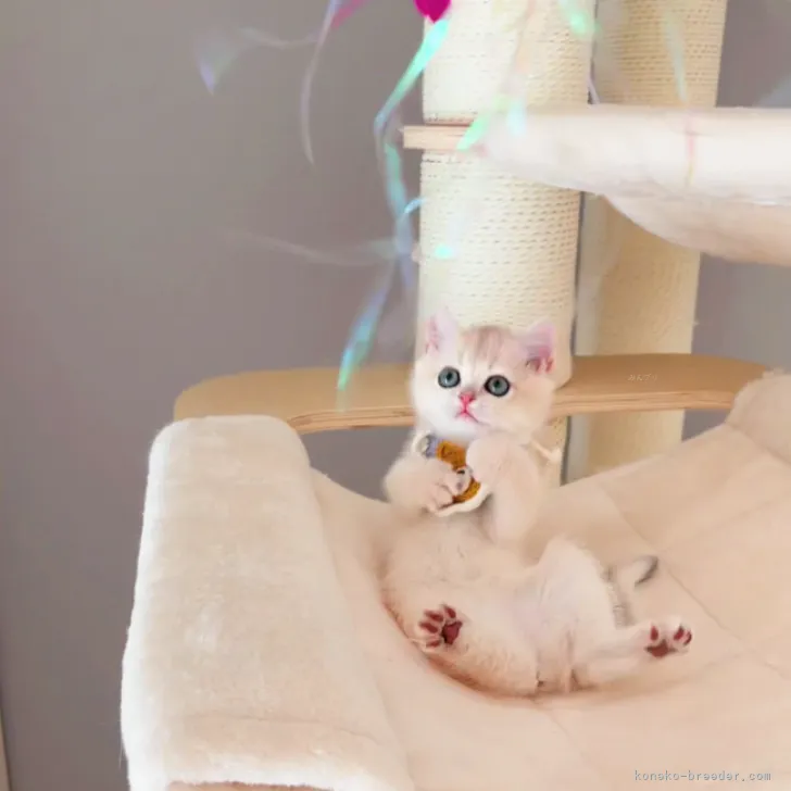 ID:2311-02617の子猫