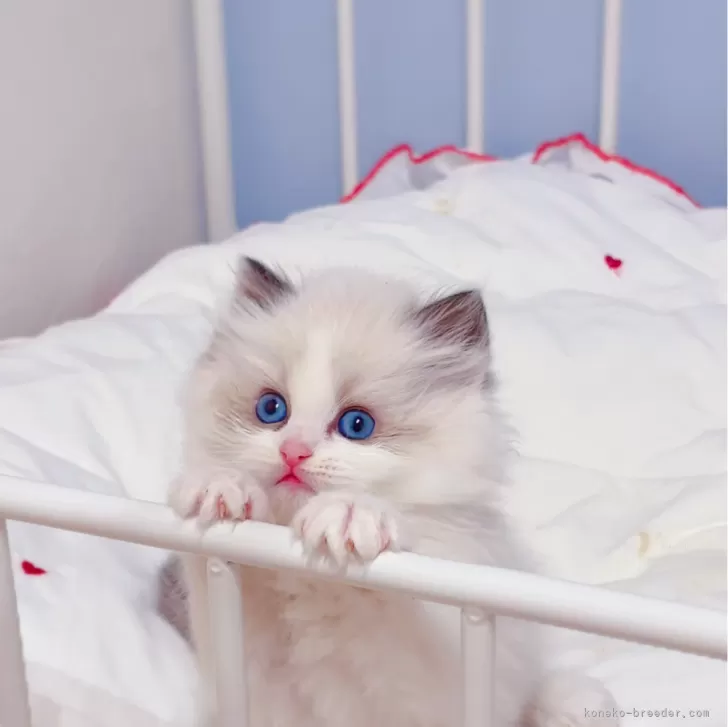 ID:2403-00727の子猫